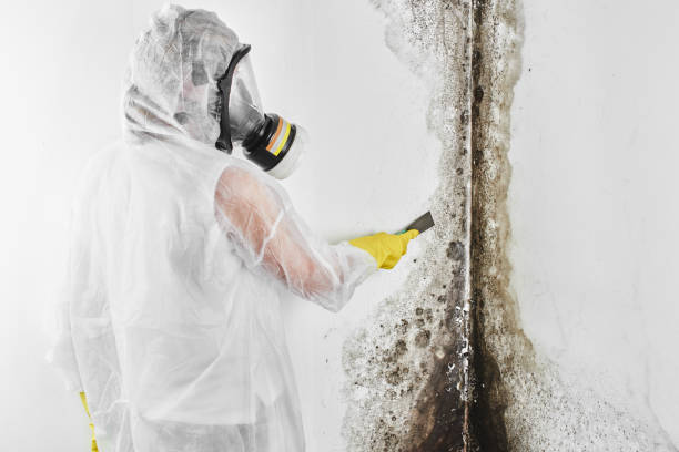 Best Professional Mold Removal  in Teays Valley, WV