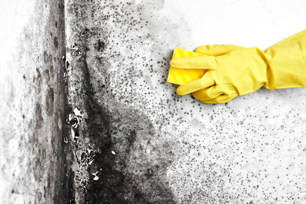 Best Crawl Space Mold Removal  in Teays Valley, WV