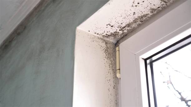 Best Mold Damage Repair  in Teays Valley, WV