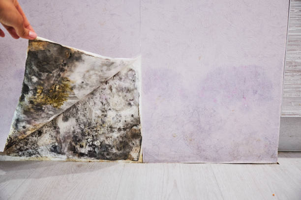 Best Mold Remediation  in Teays Valley, WV